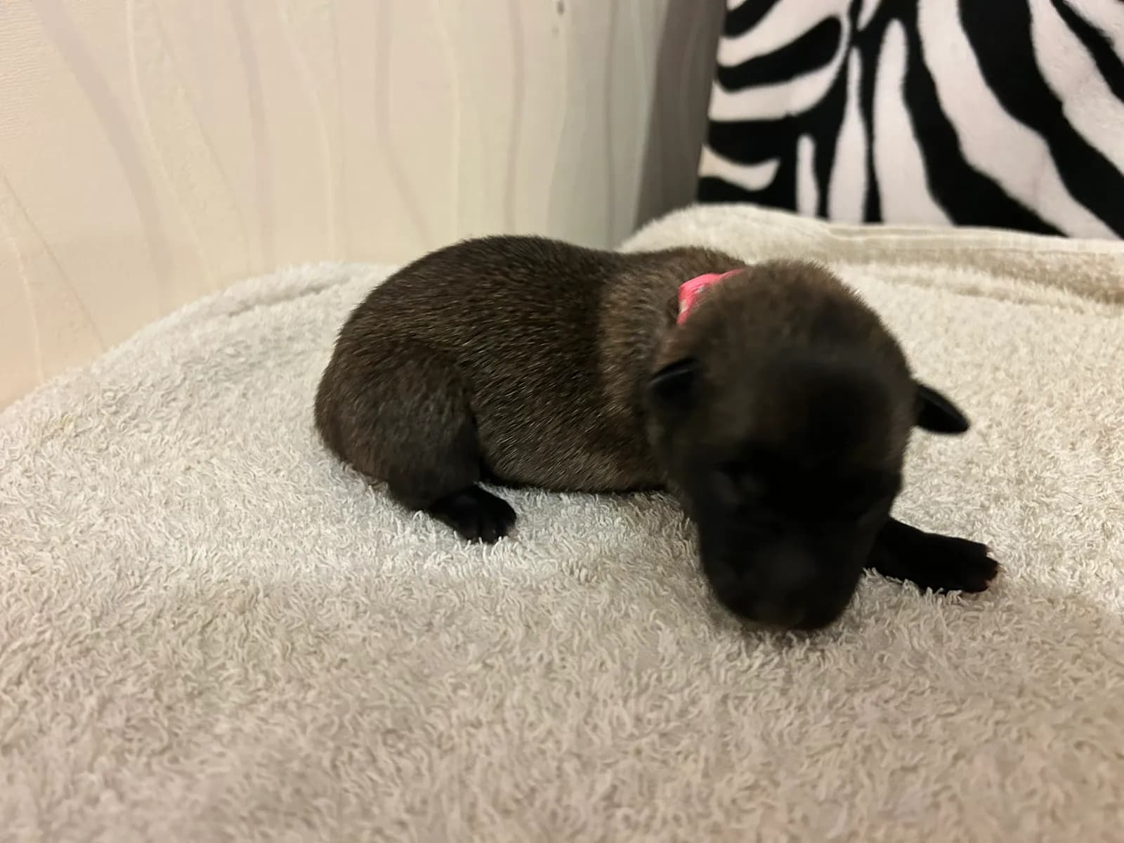 Wren, K litter puppy, photo 2