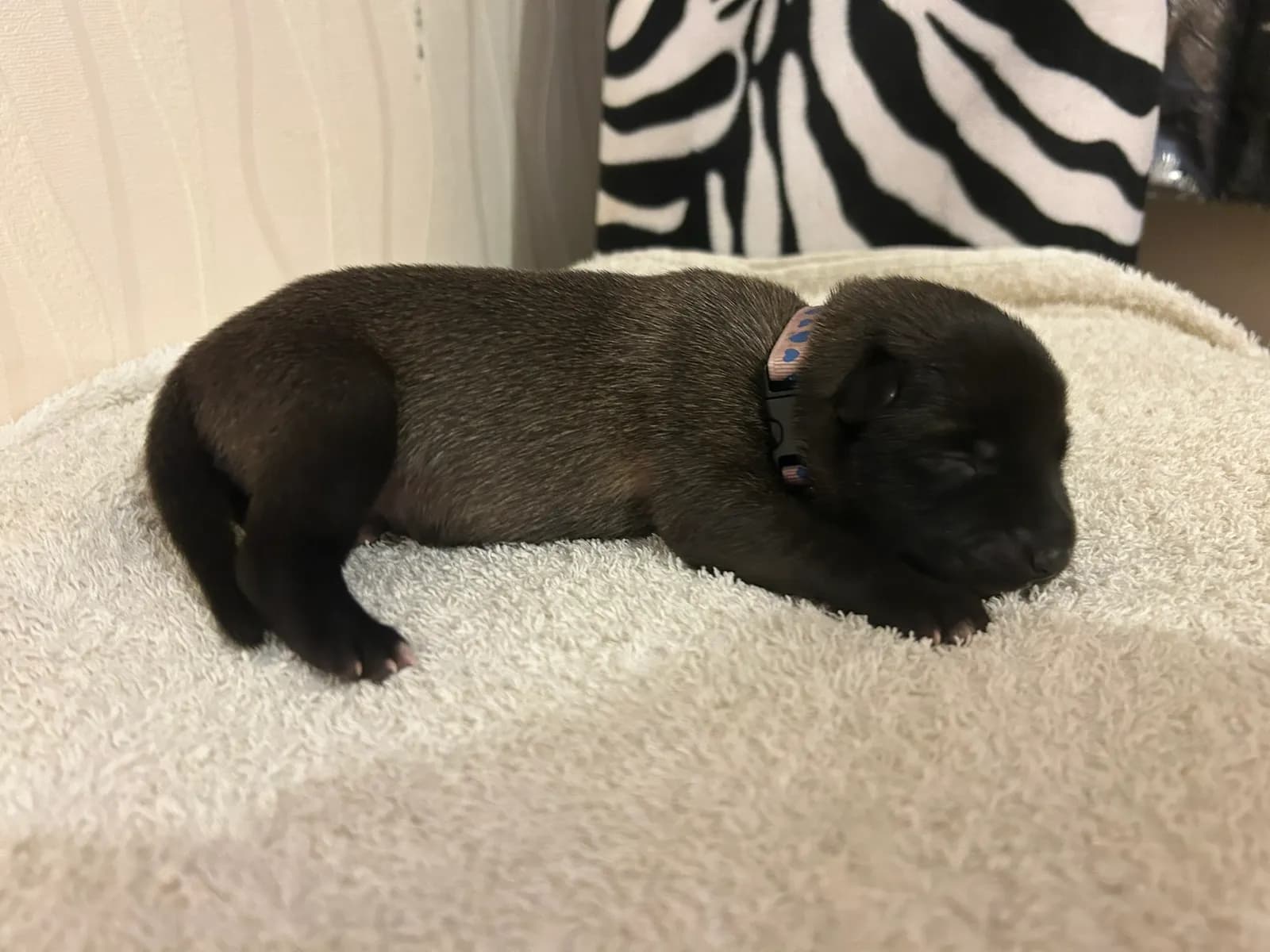 Karma, K litter puppy, photo 2
