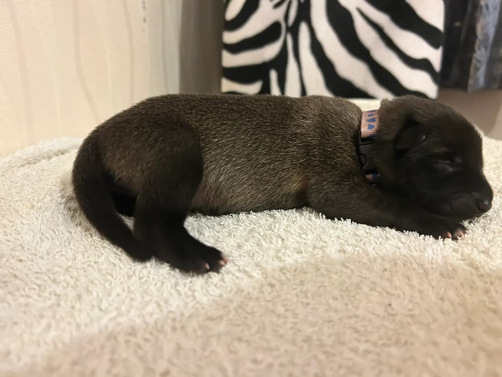 Karma, K litter puppy, photo 3