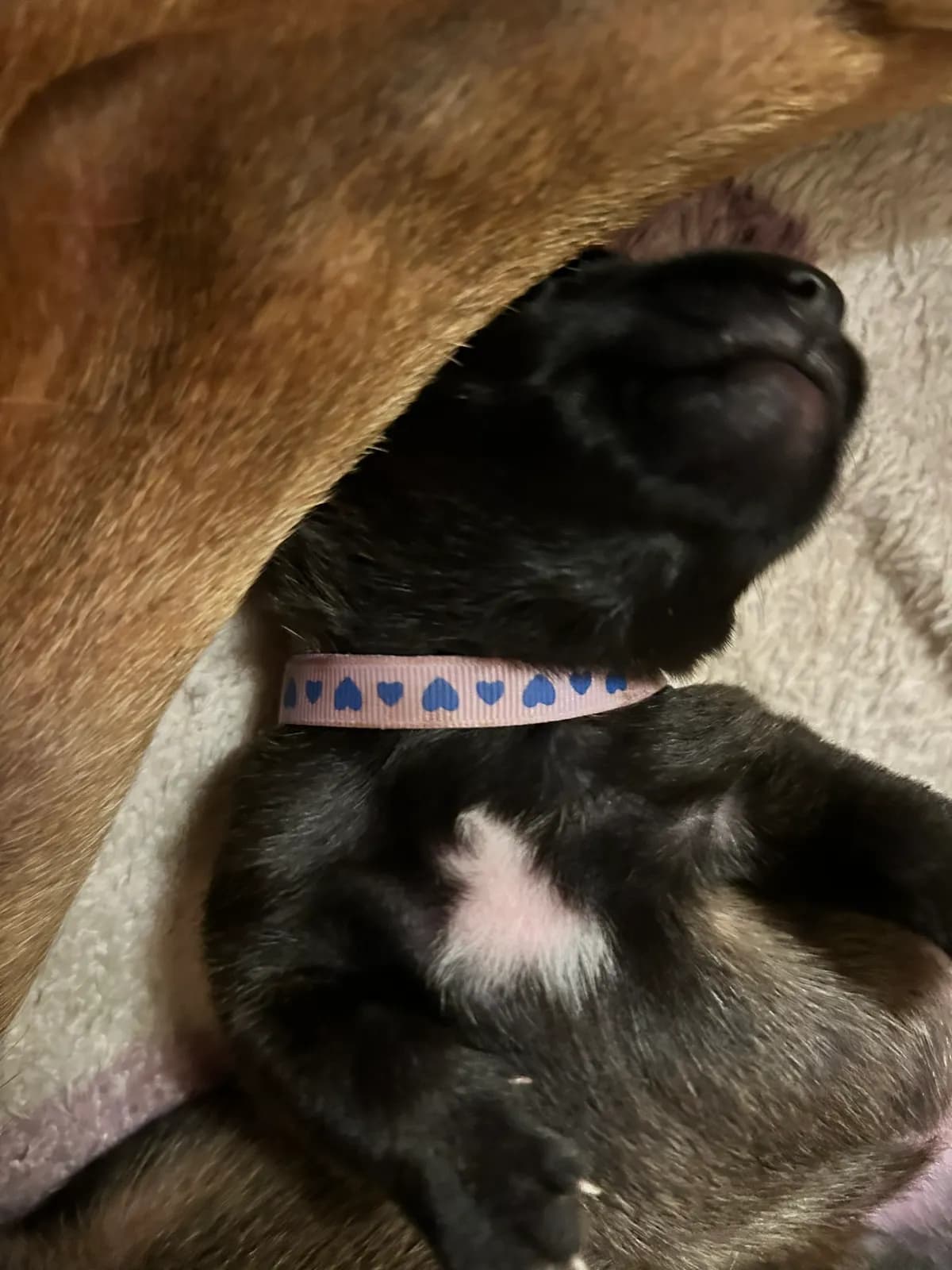 Karma, K litter puppy, photo 4