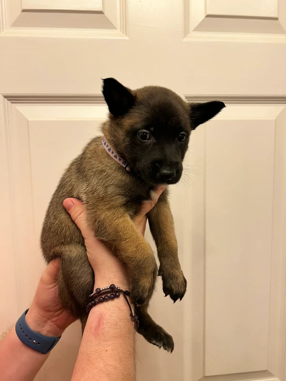 Karma, K litter puppy, photo 5
