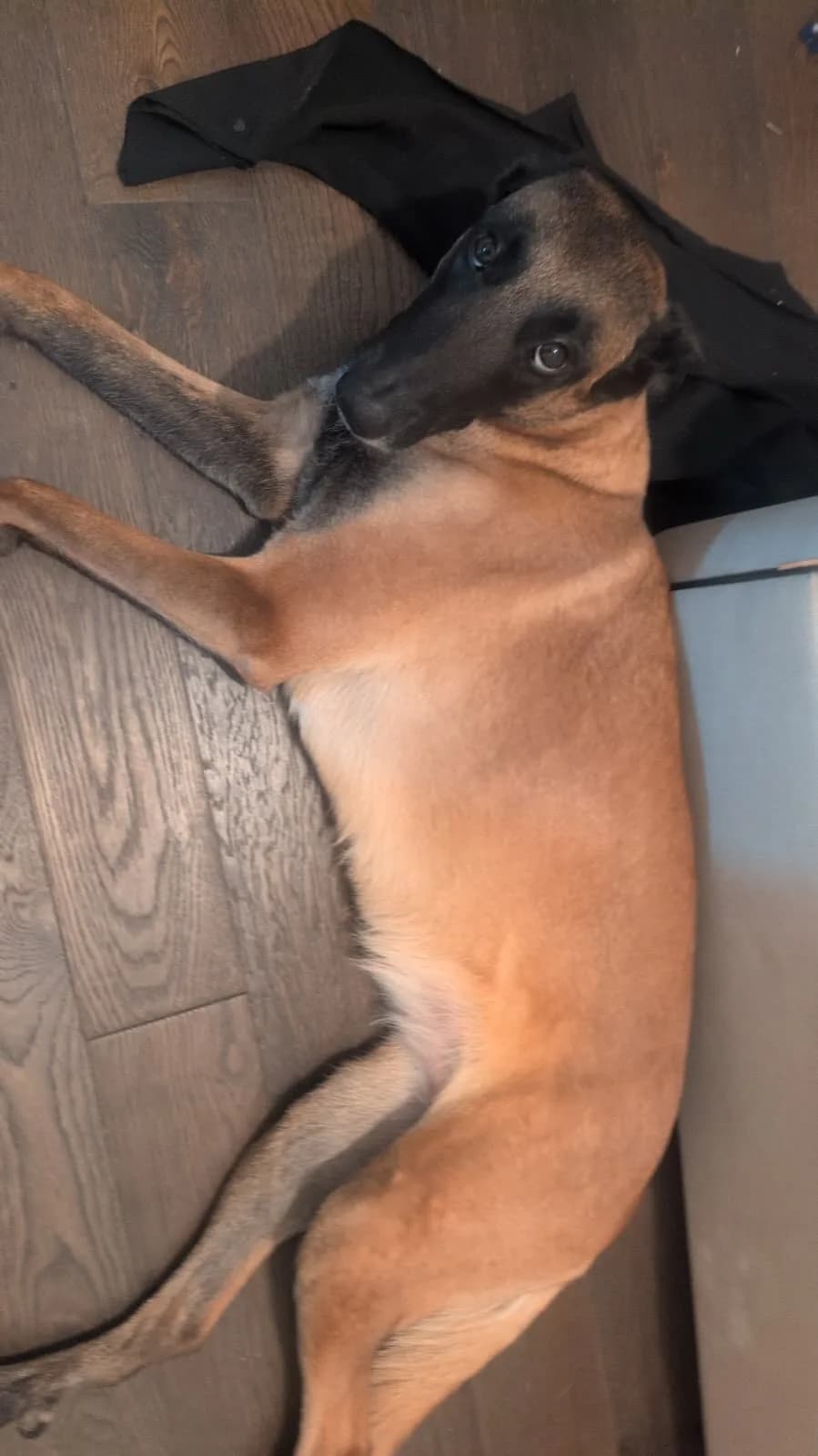 Coco expecting the L litter, September 2026