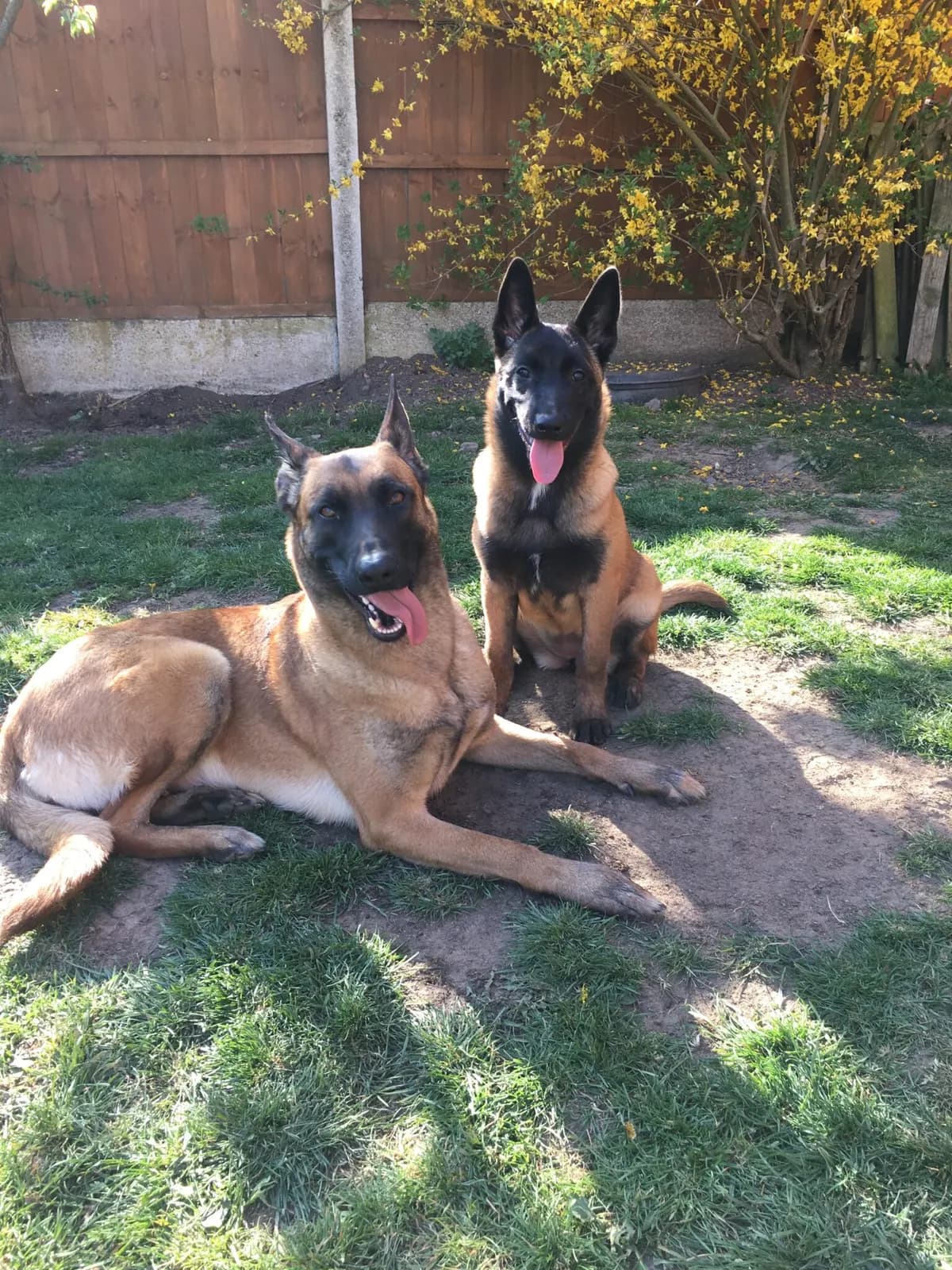 Belle, Avonwolf Belissima, photo 7