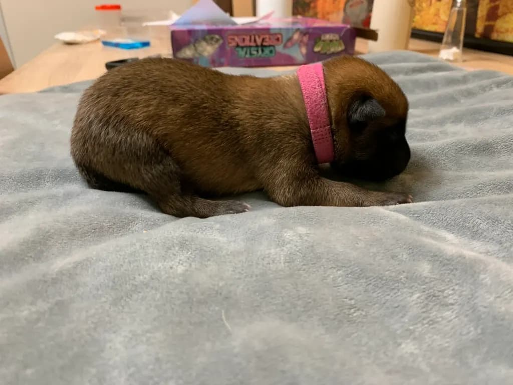 Sasha, D litter puppy